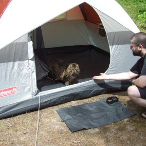This was the first time we took him camping. When we took him out of his carrier he raced into the tent and wouldn't come out at first. Roland (aka th