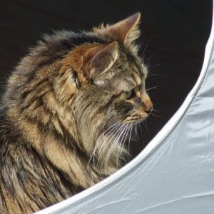 He was still being stubborn and not coming out of the tent.