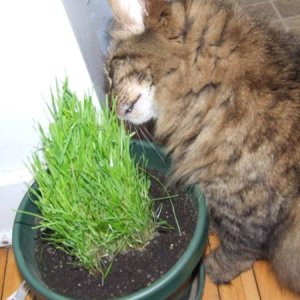 Cat grass!