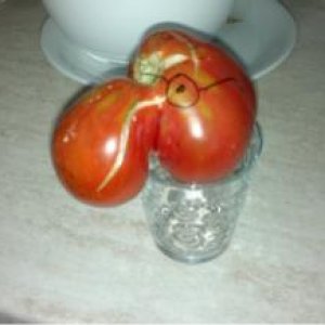 One of our tomatoes last year.