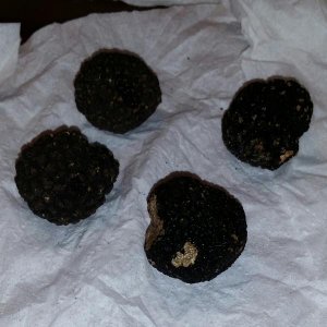 Black Truffles 10 16 15
