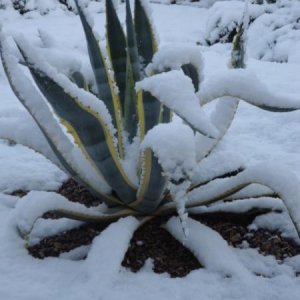 This a Variegated Agave covered in the snow