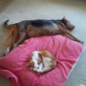The dog always guarded the cat when he was sick, these were his last days.