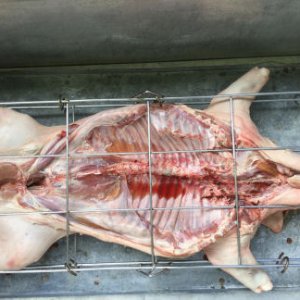 pig with injection 1 1 17