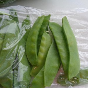 From the KCC Farmer's Market, locally grown Chinese Peas or Snow Peas
