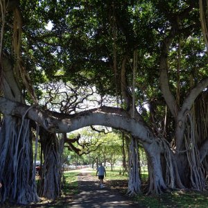 The old Banyan Tree at the Honolulu Zoo