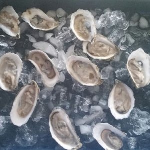 Oysters Little Chubbies 3 11 2020