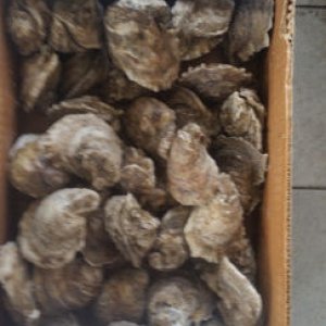 Oysters 5 25 21