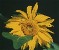 Sunflower's Avatar
