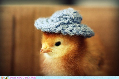 Click image for larger version

Name:	chicken hats.jpg
Views:	173
Size:	32.7 KB
ID:	12536