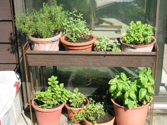 Click image for larger version

Name:	Herb garden.jpg
Views:	233
Size:	156.0 KB
ID:	1714