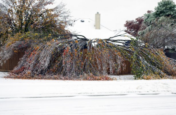 Click image for larger version

Name:	IceStormTree001.jpg
Views:	193
Size:	157.4 KB
ID:	36278