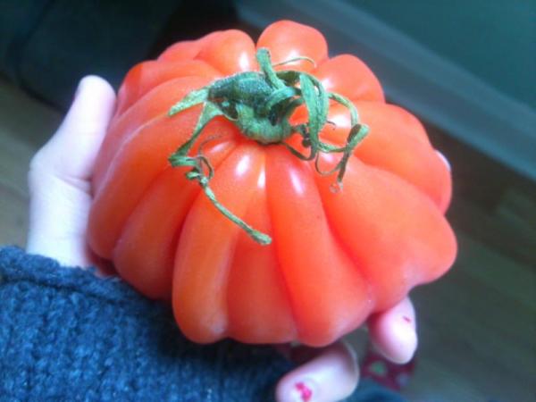 a gorgeous heirloom tomato