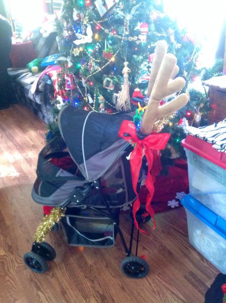 Bubba's stroller decorated for Christmas with antlers, ribbons and battery operated lights