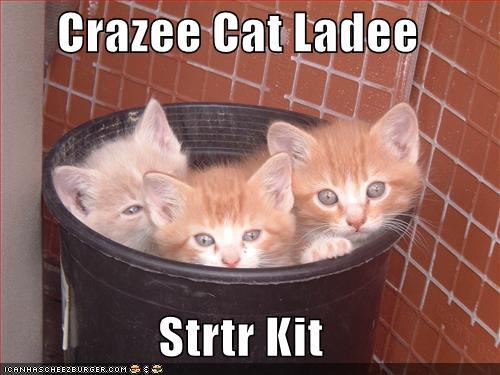 cat lady strtr kit