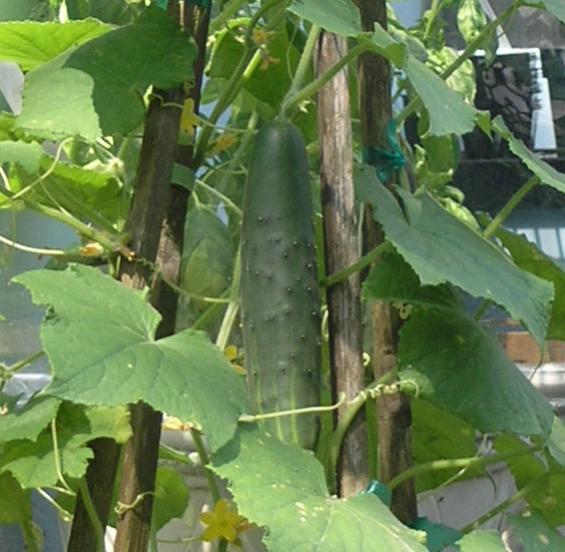 Cucumber Poles Close-up