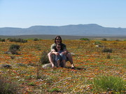 Flowerseason in Namakwaland