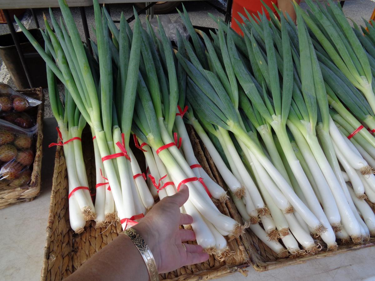 From the KCC Farmer's Market, locally grown Green Onions, some of the biggest ones I've seen there!