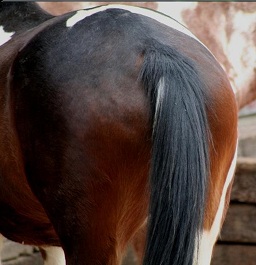 horses ass