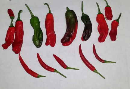 Hot Peppers 3 26 19