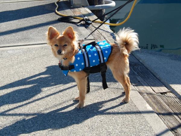 Lu-Lu getting ready to go on our Sail Boat, age 8 months