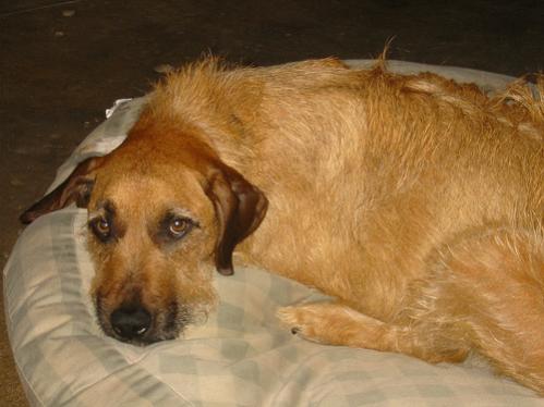 My wonderful doggy, Raisin.  She is a Rhodesian Ridgeback/Airdale Terrier.