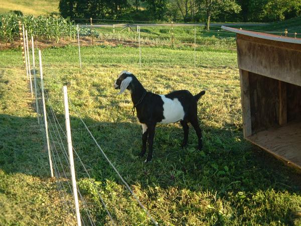 new kid on the block.  this is our new future herd sire/daddy goat.  picked him up yesterday, July 13, 2008