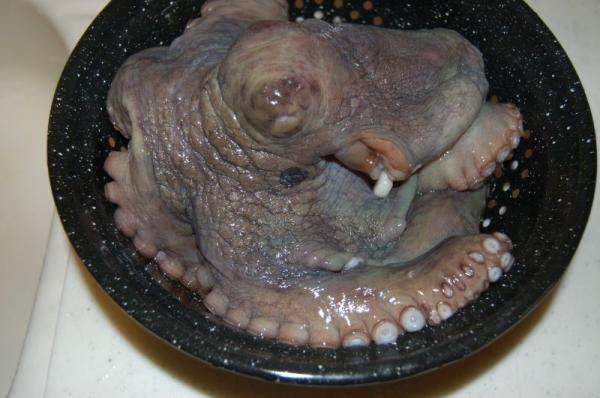 Octopus about to be blanched.