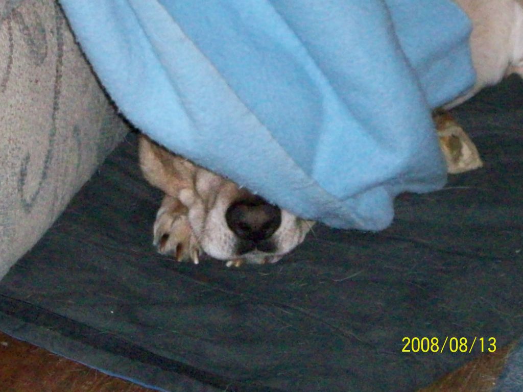 Rocky sticking his nose out from under a blanket.
