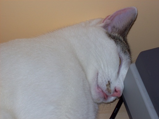 Snoozing at his fave spot, behind my monitor