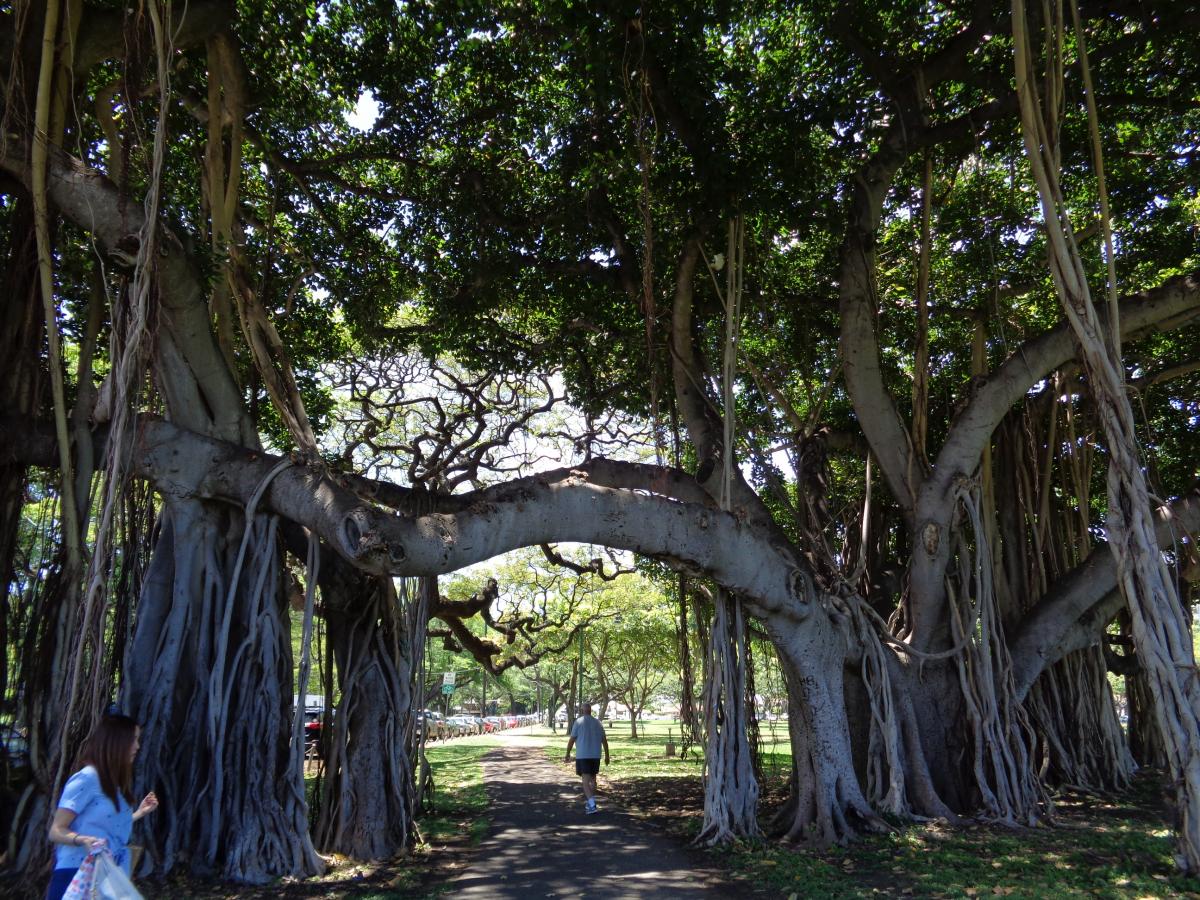 The old Banyan Tree at the Honolulu Zoo