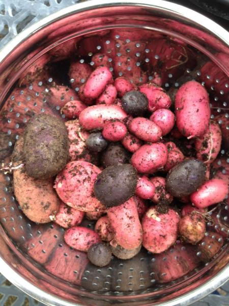 These are the potato harvest from the one big pot on the patio.  They were so good!