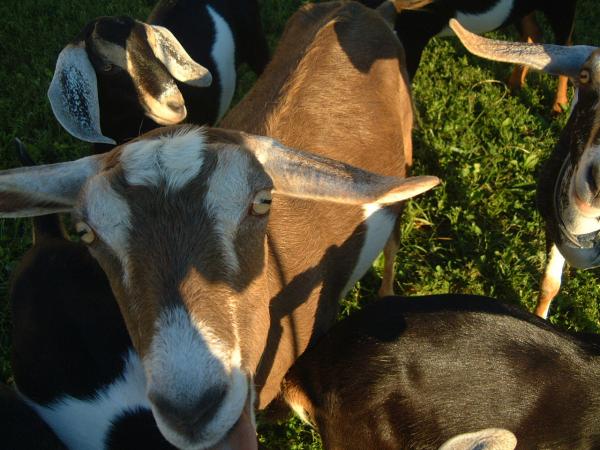 this is what it is like when you go into the goat pen to photograph, you get a bunch of goat noses in your camera lens