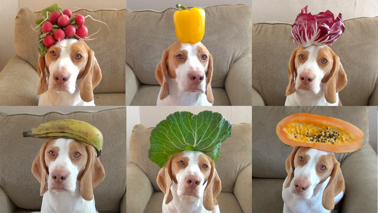 maymo-the-lemon-beagle-poses-wit.jpg
