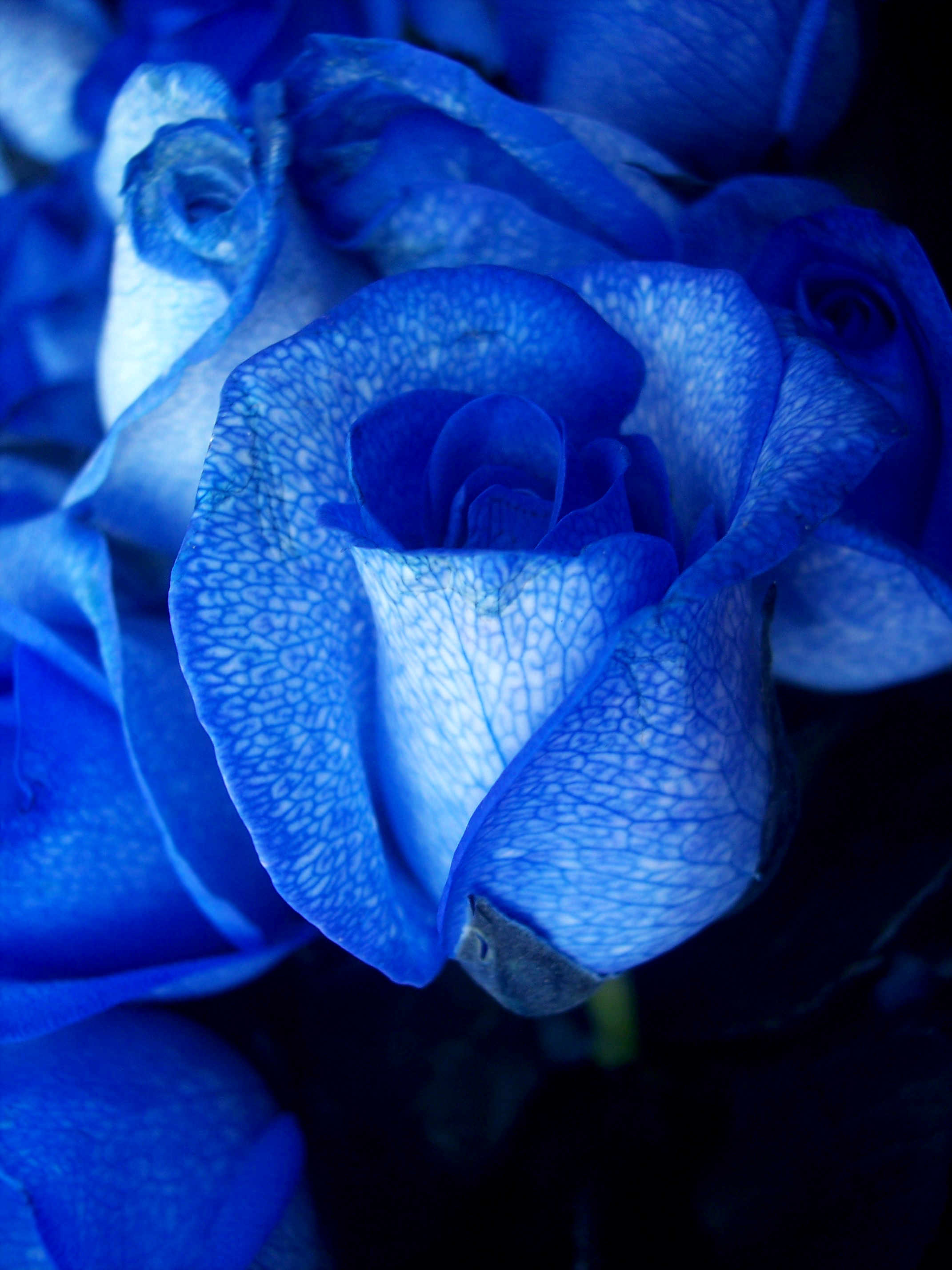Blue_rose-artificially_coloured.jpg