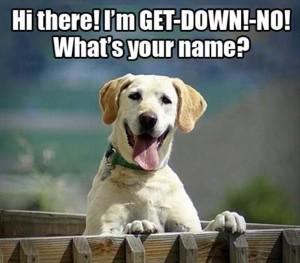 funny-dog-names1-300x263.jpg