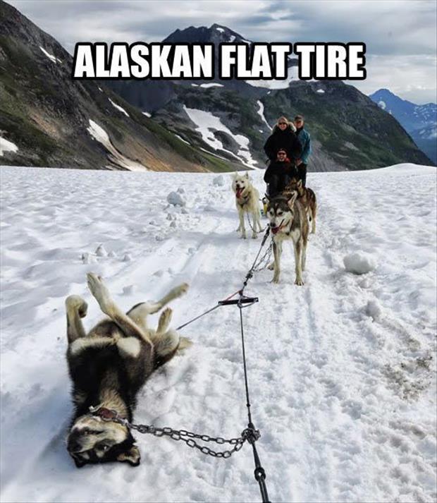 alaska-flat-tire-funny-dogs.jpg
