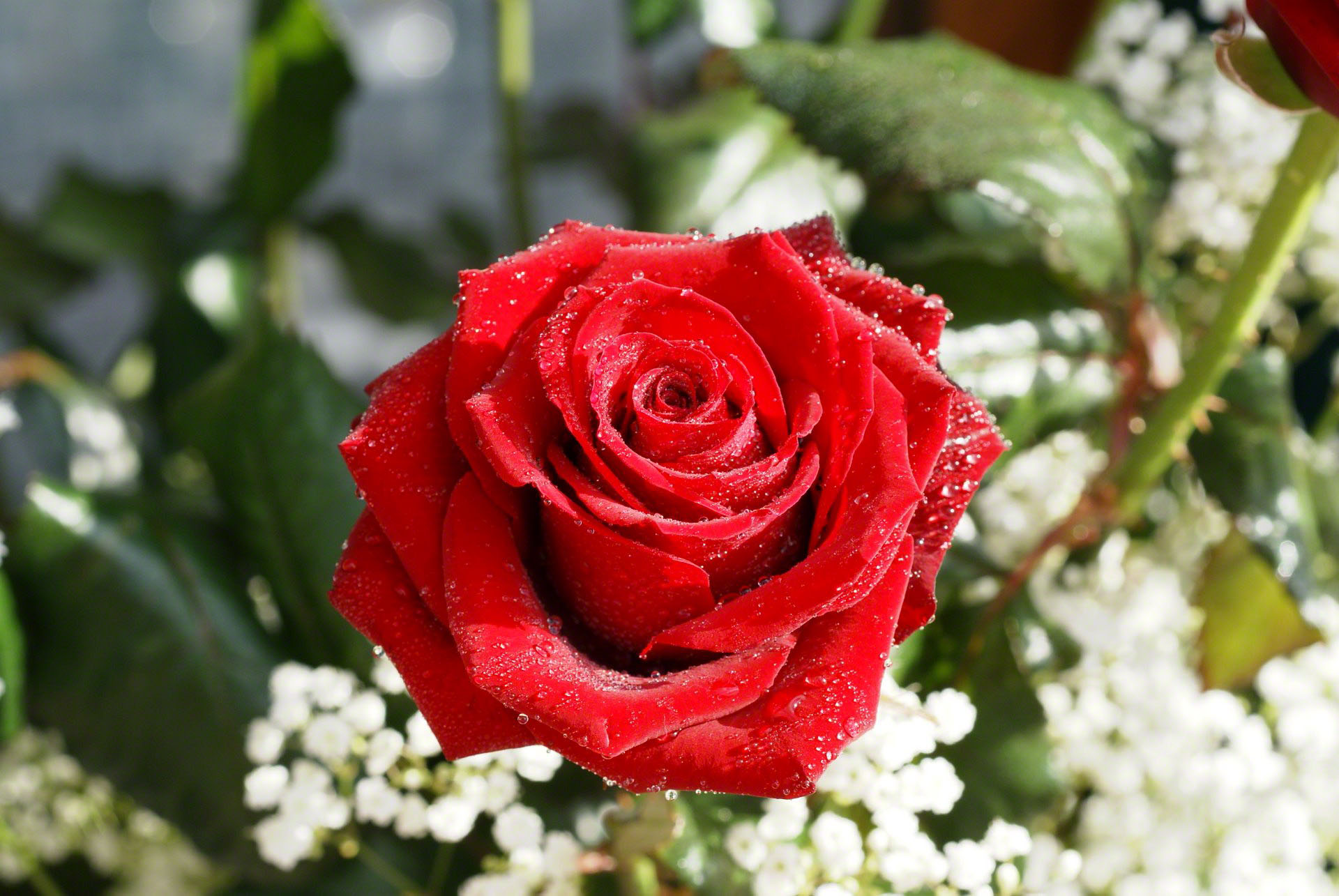 long-stem-red-roses-02024.jpg