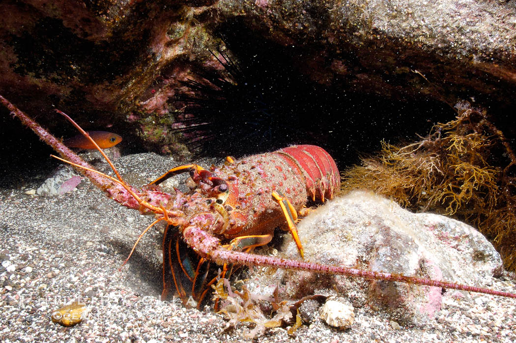 spiny-lobster-underwater-isla-guadalupe-picture-09565-859393.jpg