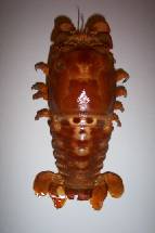 lobste5.jpg