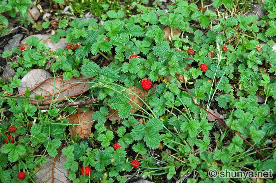 WildStrawberries.jpg