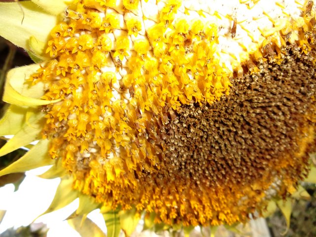 sunflowersharvest-018.jpg