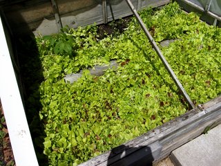 lettucegarden-003.jpg