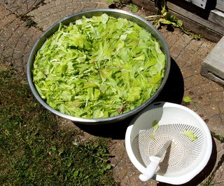lettucegarden-006.jpg