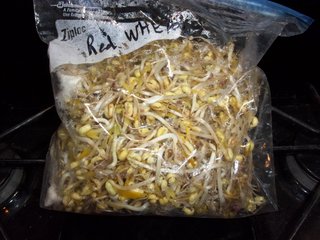 beansprouts-001.jpg