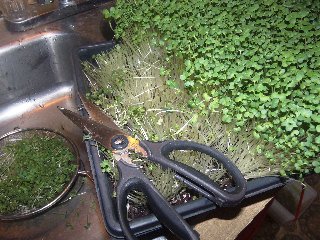 salad_sprouts_003.jpg