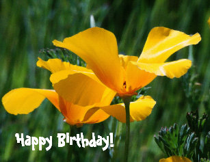 california_poppy_wildflower_birthday_greeting_card-r017fbcb341644d7c9da98a12537068d8_em0co_307.jpg