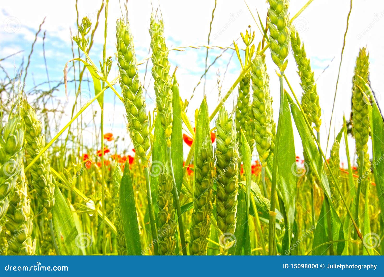 young-wheat-growing-fields-15098000.jpg